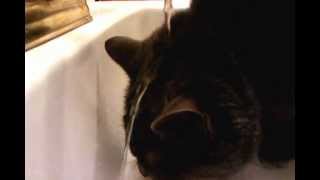 My stupid cat drinking stupidly.