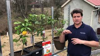 Citrus Care at Lavender Fields Herb Farm