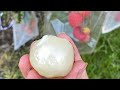 How to Protect Lychee Fruit From Birds and other Pests.