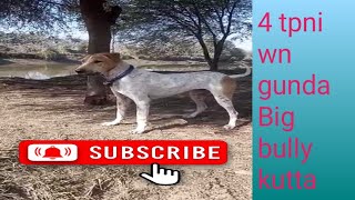 Pakistani bast bully kutta Top close bully Dogs AP hamary channel ko subscribe kry please