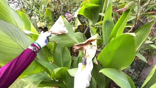 Why I cut my cannas down