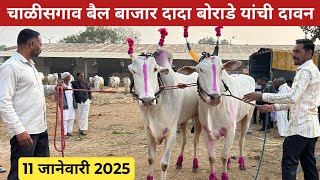 दादा बोराडे यांची दावण 🤩 चाळीसगाव बैल बाजार, 11 जानेवारी 2025 😍 एक नंबर कॉलिटीच्या खिल्लार बैलजोड्या