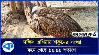 বিলুপ্তির পথে ‘প্রকৃতির অমূল্য ঝাড়ুদার’ শকুন | Vulture | Vulture Extinction | Kaler Kantho