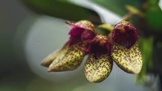 Bulbophyllum frostii in the rain