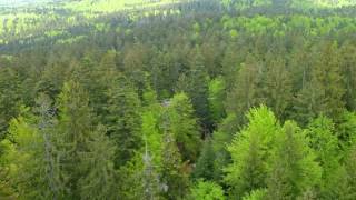 National park Bayerischer Wald + Baumwipfelpfad \u0026 Tierfreigelände