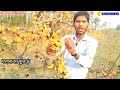 jharkhand ka rashtriya phool palash ka phool nageshwarprasad