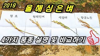 올해 심은벼!!4가지품종 특성 및 비교해보기!![청호,청해진미,새일미,황금노들]