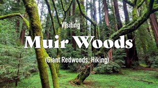 Journey Through the Majestic Redwoods at Muir Woods