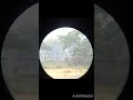 scope cam cz455 varmint .22lr eley action 42gr shoot 6