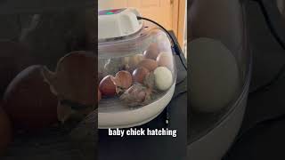 Baby Chick Hatching Shorts