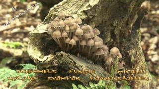 Mycena - mycènes - Helmlinge