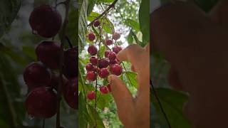 ടെർഗാനാ ചെറി കഴിച്ചാലോ? #fruitlover #cherry