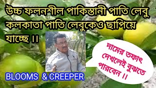 উচ্চ ফলনশীল পাকিস্তানী পাতি কলকাতা পাতি লেবুকেও ছাপিয়ে যাচ্ছে দামের তফাৎ বলে দিচ্ছে।#plantcare