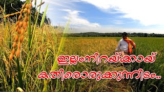 ഇല്ലംനിറയ്ക്കായ് കതിരൊരുക്കുന്നിടം | Illamnira | #satwikam #illamnira #guruvayoorillamnira2024