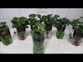 how to make self watering plastic bottle strawberry