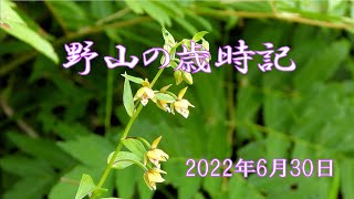 野山の歳時記　猛暑の中でも咲いていた花たち　2022年6月30日