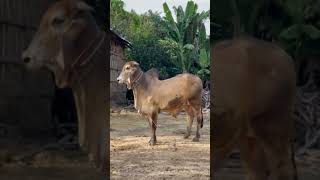 អាសុខចម្រើន ឈរត្រៀមលោតមេ #shorts