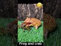 a crab battle a frog ếch và cua viral cuteanimals cutecrab shorts reels shortsfeed