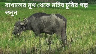 এক রাখালের মহিষ চুরির হয়ে যাওয়ার কষ্টের গল্প শুনুন মাঠে খাটা ১ জোড়া মহিষ Buffalo Bangladesh village