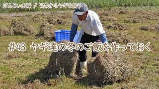 【76歳ヤギ飼い#10】我流！乾燥牧草をヤギたちのために作る　72歳からの楽しいシニアライフ#43