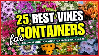25 Stunning Vines Perfect for Containers / Pots 💕 Climbing Plants That Will Transform Your Space!