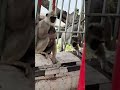 monkeys on alipiri steps way go tirumala part 2