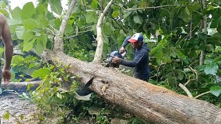 wow...proses penebangan kayu jati lingkar 160 pakai cainsaw