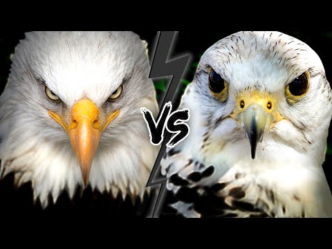 Can a hawk beat a eagle?