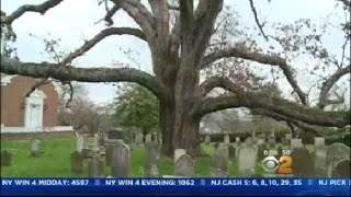 Ancient Oak Tree To Be Cut Down In NJ