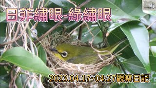 綠繡眼(上集)-日菲繡眼-成長記錄2023.04.17~~04.27-泡菜貓