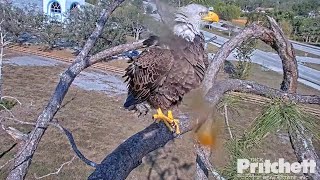 SWFL Eagles / SuperDad M15 drops the fish in the nest😊 Where is Stepmother R23-3? March 6, 2023