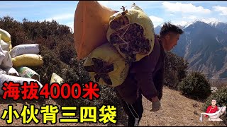 藏区小伙多强壮，海拔4000米的高山背肥料，一次能背三四袋【嘉绒阿斌】