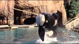 Ikaika's Side Breaches (Seen during Orca Encounter at SeaWorld San Diego 11-13-20)