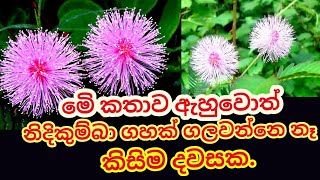 nidikumba/නිදිකුම්බා ශාකයේ නොදන්න කතාව,/agriculture  in srilanka