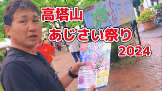 【日常Koji】高塔山あじさい祭り2024💠