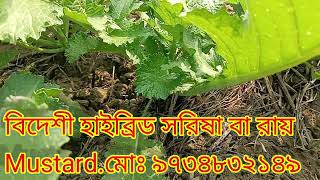 আধুনিক পদ্ধতি তে বিদেশি হাইব্রিড সরিষা এবং রায় চাষ করেন#ফলন হবে 500 থেকে 1 কেজি # Kishak Fertilizer