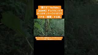 【ASMR】チョウセンカマキリがキンケハラナガツチバチを「捕獲」する音。 #love #mukbang  #한국어asmr #말벌 #사마귀 #먹는소리 #咀嚼音 #mantis #hunting