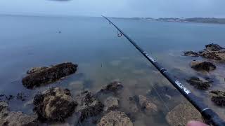 Filey Brigg Mackerel 13 September 2023