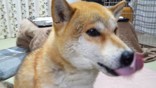 【しばわんこ日記】卵納豆、カロリー高めの夜食【柴犬タロウ】Shibe eats egg natto.