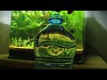 using rainwater in your aquarium tutorial