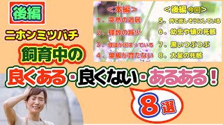 ニホンミツバチ飼育中にみられる事例８選をまとめてみました。【後編】苦しそうに徘徊している。子出しが発生した時。巣門周りに汚い黒いつぶつぶ。突然の大量の死骸。それらの原因と対処方法などの後編です。