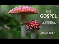 🍄​🇼​​WHY God Created FUNGI For Planet Earth? The Gospel According to Mushrooms