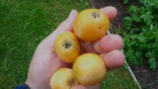 Harvest loquat wollmispel ernte