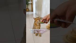 哪些情况下不能给猫咪洗澡？When not to bathe a cat?/豆喵日记/（为什么猫咪不需要经常洗澡？多久给猫咪洗一次澡？以下情况千万别给你家猫子洗澡）