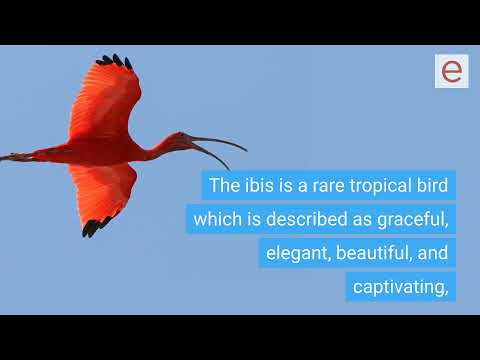 Did Doodle die in the scarlet ibis?