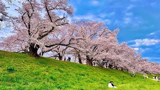 2023/04/01 京都の背割堤にて桜の花見（最寄駅は京阪 岩清水八幡宮「旧八幡市」）桜が良い感じに吹雪いている時に見られて本当に良かった！（ディレクターズカット版※言ってみただけ）