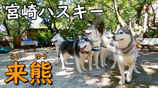 宮崎ハスキー来熊！ドッグランからのランチ！