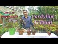 3 Easiest Methods to Propagate  Hawaiian Ti  Plant.