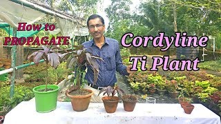 3 Easiest Methods to Propagate  Hawaiian Ti  Plant.