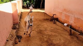 cute Hallikar calfs playing 😍